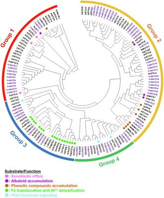 Genome-Wide Analysis of Multidrug and Toxic Compound Extruction Transporters in Grape